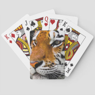 Baralho Tigre