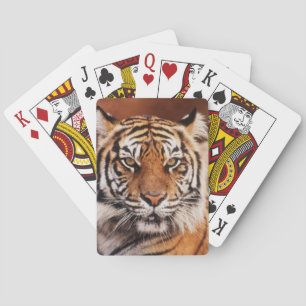 Baralho Tigre-de-sumatra