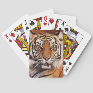 Baralho Tigre-de-sumatra