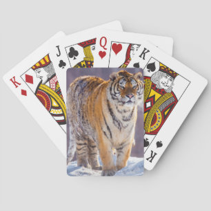 Baralho Tigre siberiano na neve, China