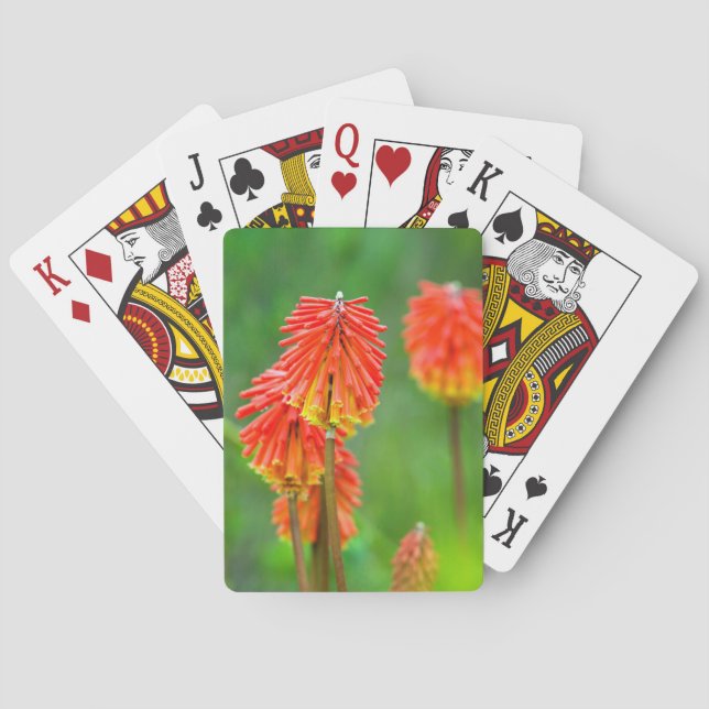 Baralho Torch Lily (Kniphofia Uvaria), Cabo Ocidental (Verso)