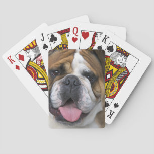 Baralho Um bulldog inglês na Bélgica.