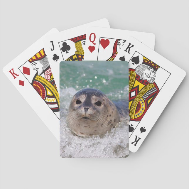 Baralho Um filhote de foca surfando (Verso)