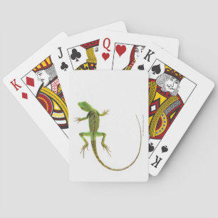 Baralho Um lagarto na terra branca pura