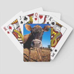 Baralho Uma vaca do jérsei que é inquisidora