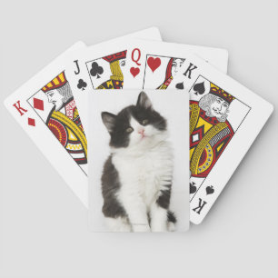 Baralho Uma vista de assento do gatinho novo na câmera
