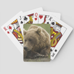 Baralho Urso pardo, ou Urso Cinzento Costeiro, Ursus