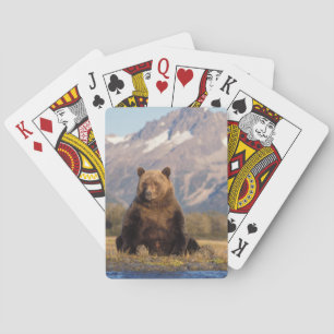 Baralho urso pardo, Ursus arctos, urso cinzento, Ursus