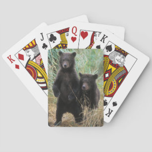 Baralho urso pardo, Ursus arctos, urso cinzento, Ursus 7 2