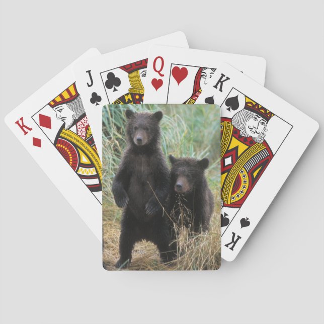 Baralho urso pardo, Ursus arctos, urso cinzento, Ursus 7 2 (Verso)