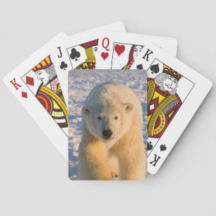 Baralho urso polar, Ursus maritimus, urso polar no gelo