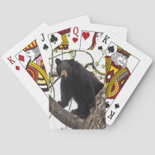 Baralho Urso preto de escalada