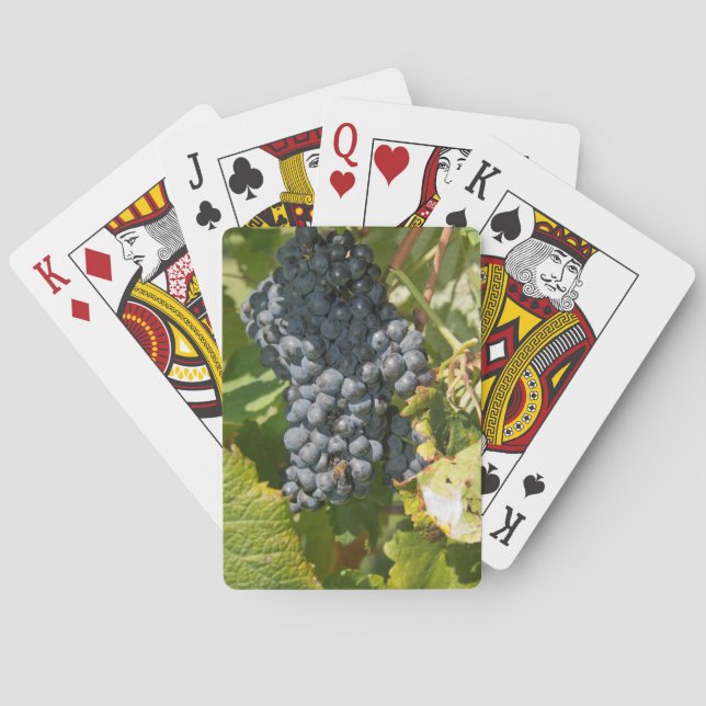 Baralho Uruguai, Montevidéu, Área de Colon. Bodegas (Verso)