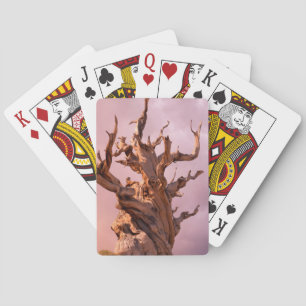 Baralho USA, California, Inyo National Forest 9