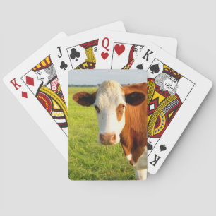 Baralho Vaca do frisão da vista dianteira