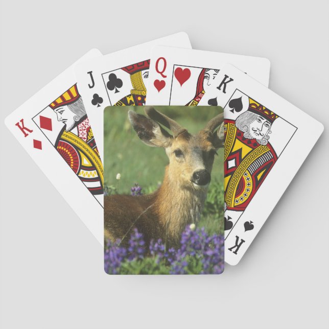 Baralho Veado-de-cauda-preta, Odocoileus hemionus (Verso)