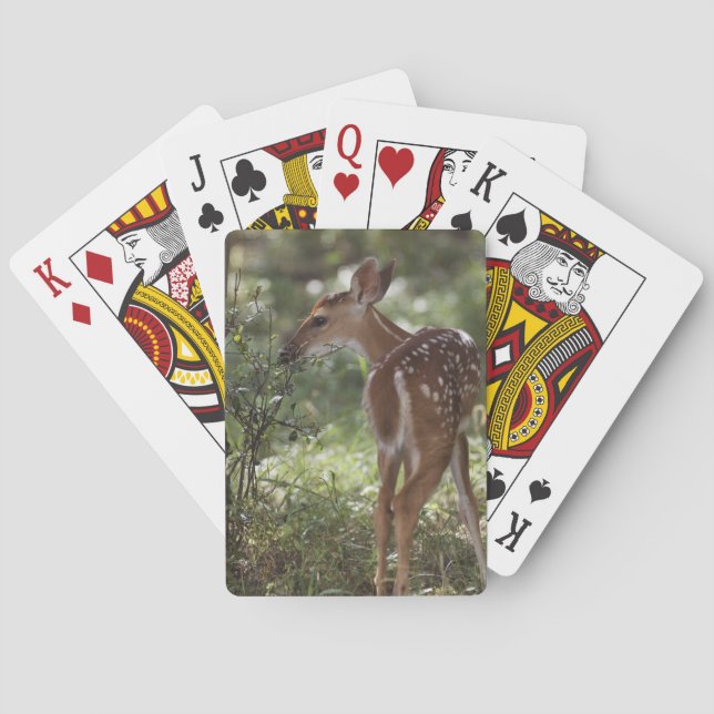 Baralho Veado-mateiro, Odocoileus virginianus (Verso)