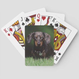 Baralho Visão de Dachshund manchado