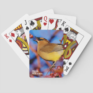 Baralho Waxwing de cedro