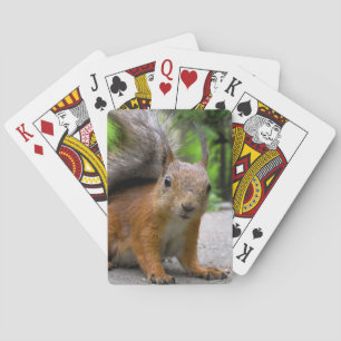 Baralho Whatcha obteve?