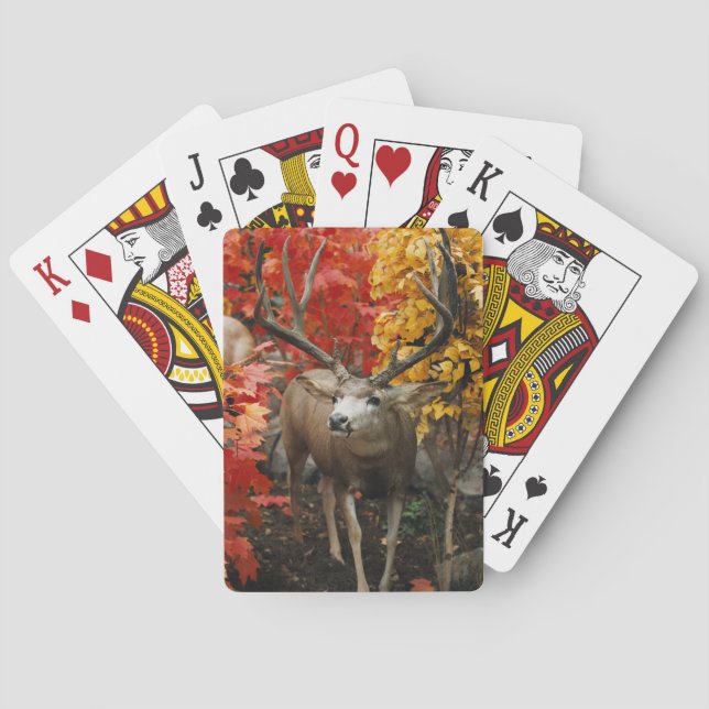 Baralho Whitetail No Outono (Verso)