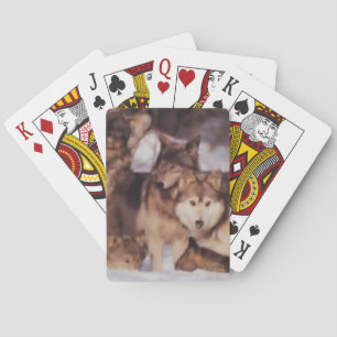 Baralho Wolf Pack