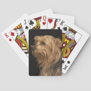 Baralho Yorkie preto e marrom deixou o perfil no preto