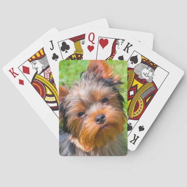 Baralho Yorkshire Terrier olhando para cima (Verso)