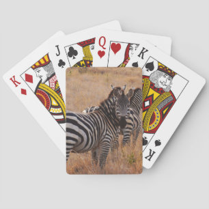 Baralho Zebra no Quênia