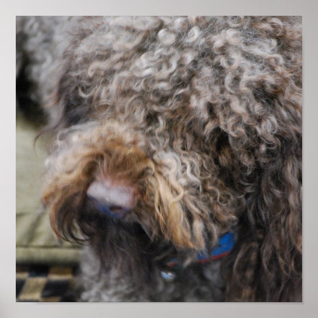 Barbet Poster (Frente)