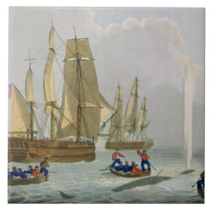 Barcos que aproximam uma baleia, gravada pelo Dub