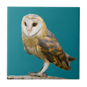 Barn Owl