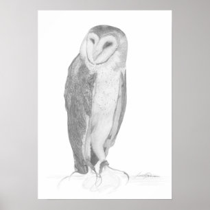 Barn Owl   Art Impressão