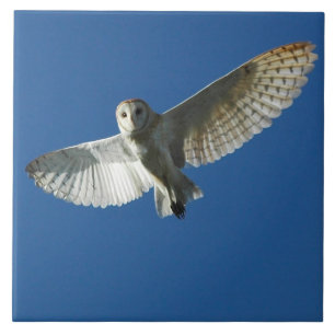 Barn Owl no Voo do Dia