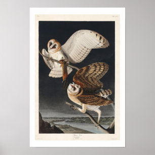 Barn Owl por Audubon Poster