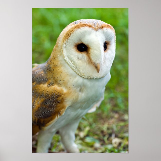 Barn Owl Poster (Frente)