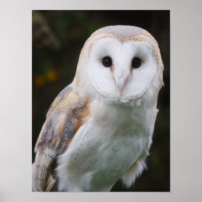 Barn Owl Poster (Frente)