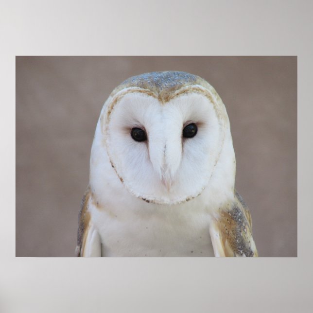 Barn Owl Poster (Frente)
