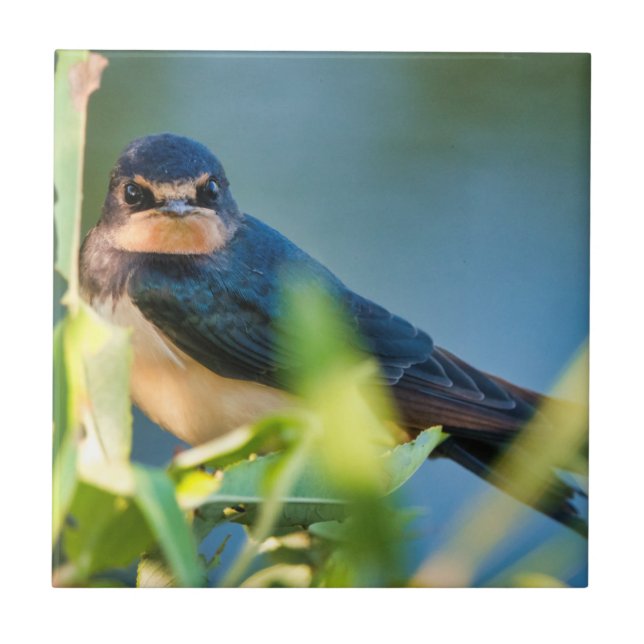 Barn swallow (Frente)