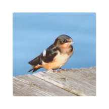 Barn Swallow metal wall art