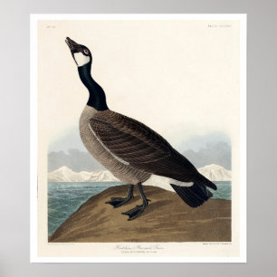 Barnacle Goose de Hutchins por Poster de Audubon
