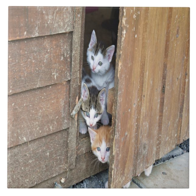 Barnyard Kittens (Frente)