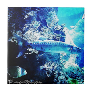 Barracuda