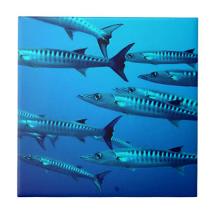 barracuda mergulho mar profundo água oceano tropic