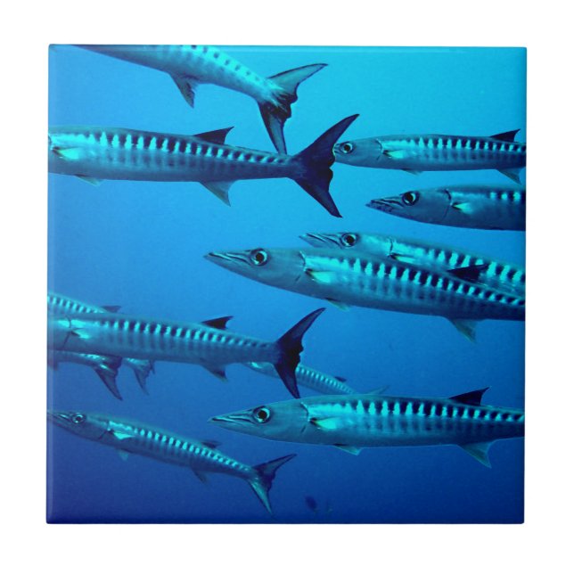 barracuda mergulho mar profundo água oceano tropic (Frente)