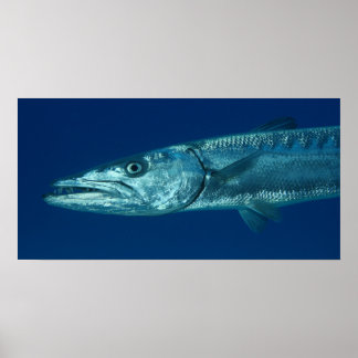 Barracuda Poster