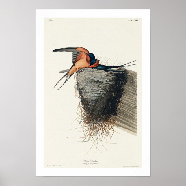 Barramento de Barn por Poster de Audubon (Frente)
