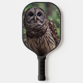 Barred Owl