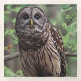 Barred Owl