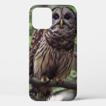 Barred Owl